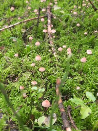 Mycena rosella