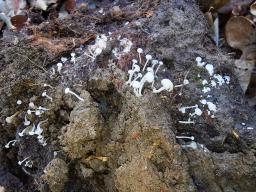 Cudoniella acicularis