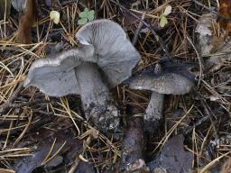 Tricholoma squarrulosum