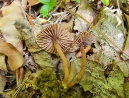 Inocybe calospora