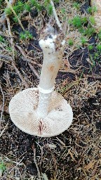 Cortinarius caperatus