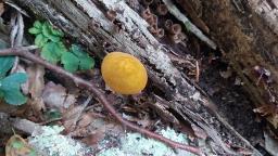 Pluteus leoninus