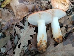 Russula prinophila