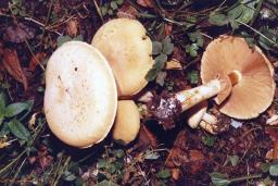 Phaeolepiota aurea