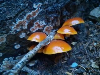 Flammulina velutipes