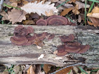 Daedaleopsis tricolor