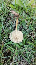 Marasmius oreades