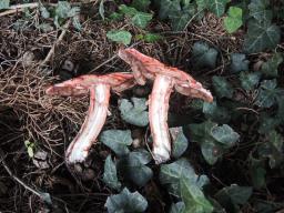 Agaricus langei