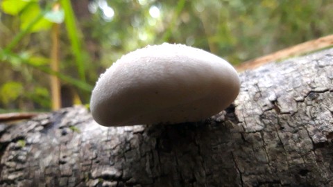 Fomitopsis betulina