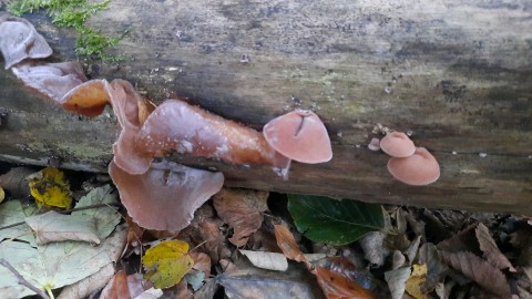 Auricularia auricula-judae