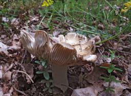 Russula medullata