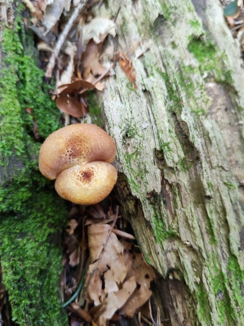 Tricholomopsis rutilans