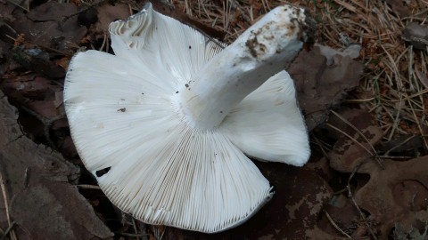 Russula cyanoxantha