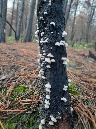 Schizophyllum commune