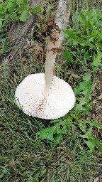 Pluteus inquilinus