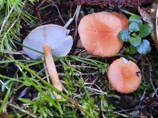 Cystoderma cinnabarinum