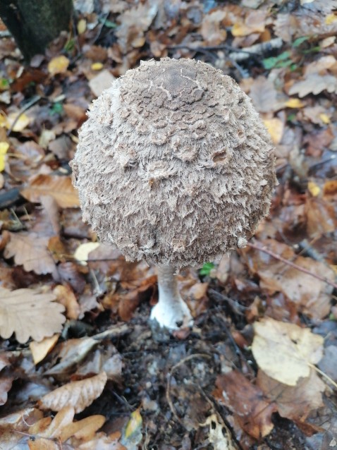 Macrolepiota excoriata