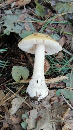 Amanita gemmata