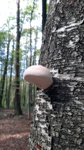 Fomitopsis betulina