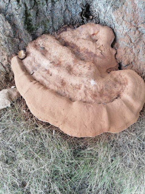 Ganoderma applanatum