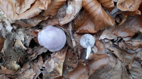 Mycena pura