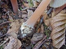 Inocybe asterospora