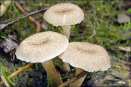 Lentinus tigrinus