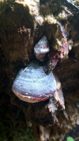 Fomitopsis pinicola