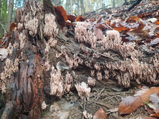 Ramaria rubella