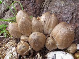 Coprinopsis romagnesiana