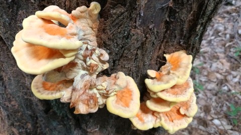 Laetiporus sulphureus