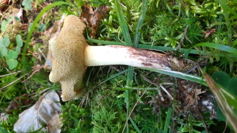 Suillus granulatus