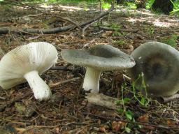 Russula parazurea