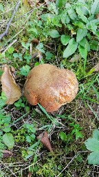 Suillellus queletii