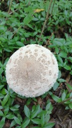 Macrolepiota procera