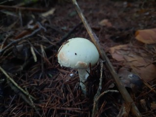 Amanita citrina