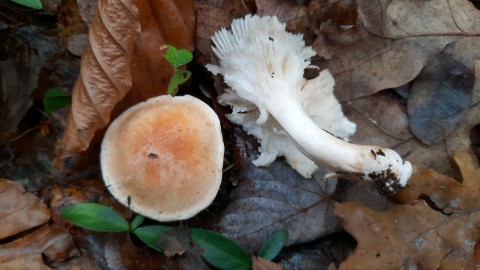 Hygrophorus pudorinus