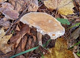 Atractosporocybe inornata