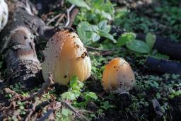 Coprinellus bipellis