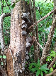 Auricularia auricula-judae