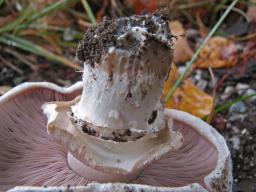 Agaricus bitorquis