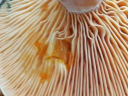 Lactarius deterrimus