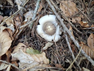 Geastrum fimbriatum