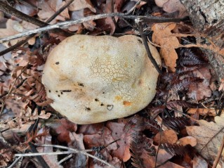 Scleroderma citrinum