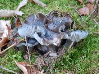 Hygrophorus marzuolus