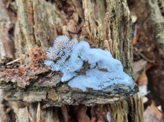 Ceratiomyxa fruticulosa