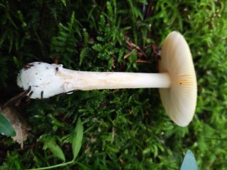 Amanita gemmata