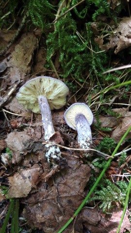 Calocybe ionides