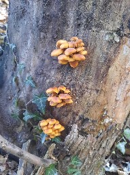 Flammulina velutipes