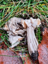 Helvella crispa